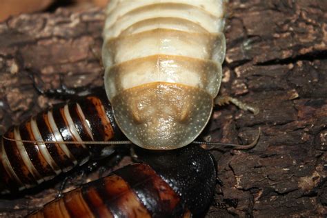 cockroach change skin